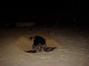 Turtle laying eggs