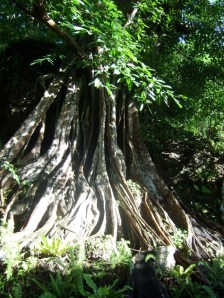 balete-tree-princess-bulakna-siquijor balete-tree-princess-bulakna-siquijor