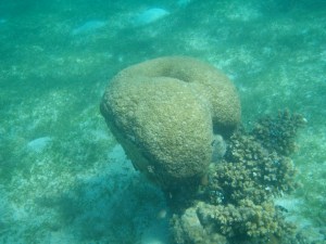 balls-coral-princess-bulakna balls-coral-princess-bulakna