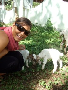 goats-siquijor goats-siquijor