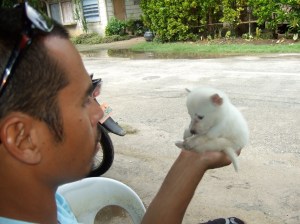 puppies-siquijor2 puppies-siquijor2